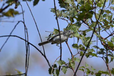 Blue-gray Gnatcatcher, 2021-09-11 &mdash; Leon County, FL