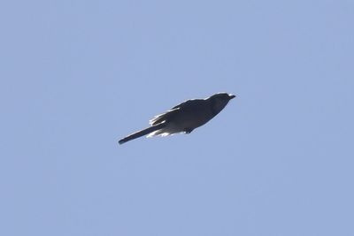 Blue Jay, 2021-09-25 &mdash; Leon County, FL