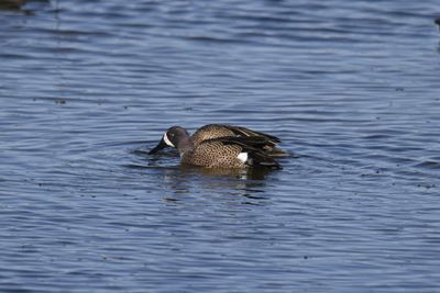 Blue-winged Teal, 2022-02-19 &mdash; Wakulla County, FL