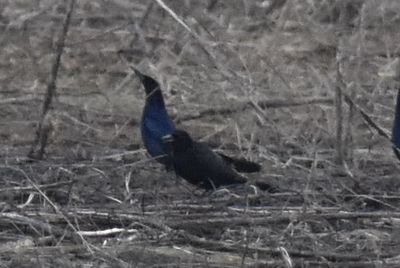 Boat-tailed Grackle, 2022-02-05 &mdash; Leon County, FL