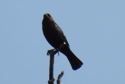 Brown-headed Cowbird, 2021-07-05 &mdash; Cook County, IL