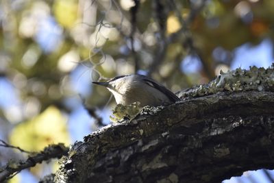 Brown-headed Nuthatch, 2021-11-13 &mdash; Wakulla County, FL