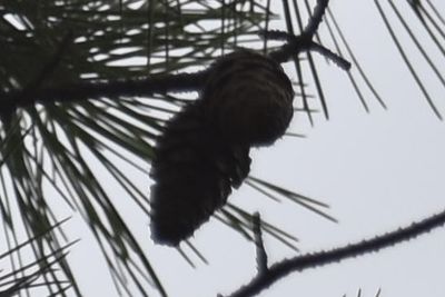 Brown-headed Nuthatch, 2021-09-18 &mdash; Leon County, FL