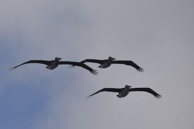 Brown Pelican, 2023-02-04 &mdash; Wakulla County, FL
