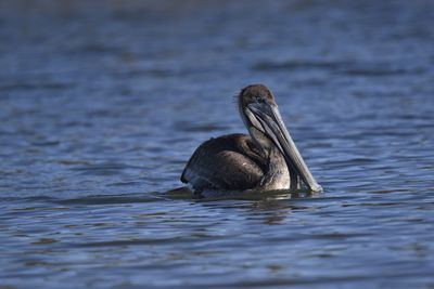 Brown Pelican, 2022-12-29 &mdash; Wakulla County, FL