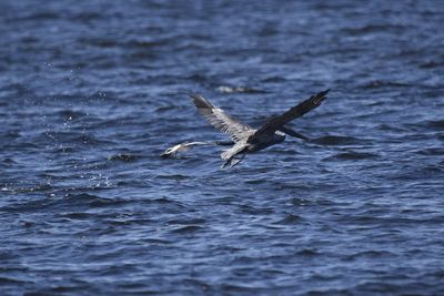 Brown Pelican, 2021-11-13 &mdash; Wakulla County, FL