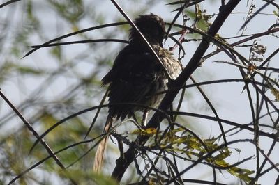 Brown Thrasher, 2021-09-25 &mdash; Leon County, FL