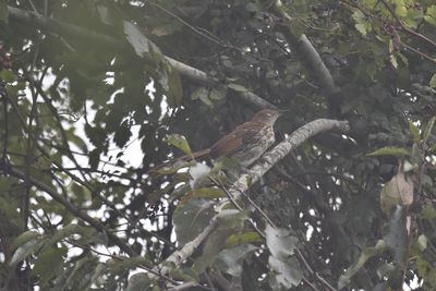 Brown Thrasher, 2021-08-28 &mdash; Leon County, FL