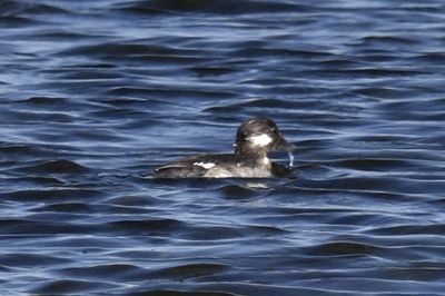 Bufflehead, 2022-02-19 &mdash; Wakulla County, FL