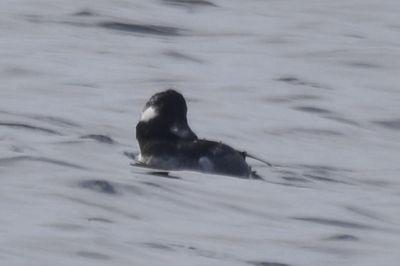 Bufflehead, 2021-12-11 &mdash; Wakulla County, FL