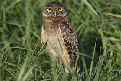 Burrowing Owl, 2021-07-28 &mdash; Broward County, FL