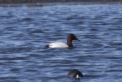 Canvasback, 2022-12-29 &mdash; Wakulla County, FL