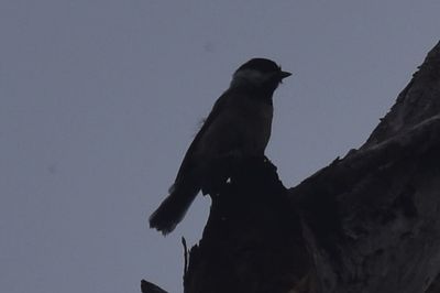 Carolina Chickadee, 2021-09-18 &mdash; Leon County, FL