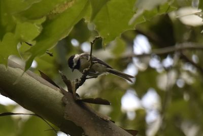 Carolina Chickadee, 2021-08-10 &mdash; Henderson County, NC