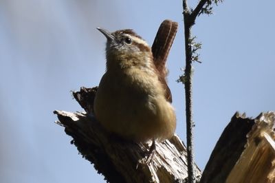 Carolina Wren, 2021-11-13 &mdash; Wakulla County, FL