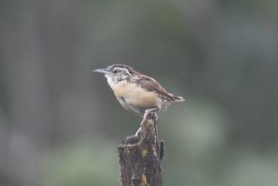 Carolina Wren, 2021-08-28 &mdash; Leon County, FL