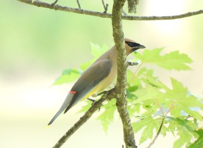 Cedar Waxwing, 2021-07-05 &mdash; Cook County, IL