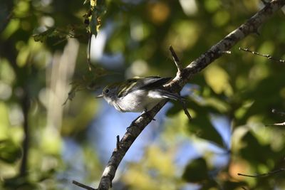 Chestnut-sided Warbler, 2021-09-25 &mdash; Leon County, FL