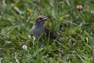 Chipping Sparrow, 2021-08-12 &mdash; Henderson County, NC