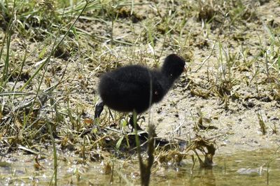Common Gallinule, 2022-05-07 &mdash; Broward County, FL