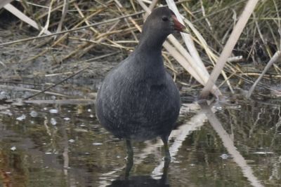 Common Gallinule, 2021-12-12 &mdash; Wakulla County, FL