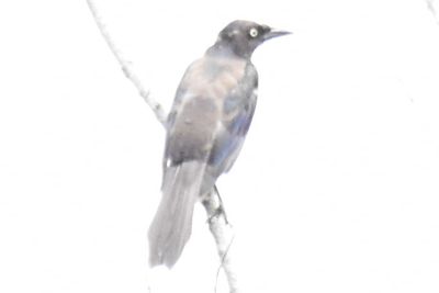Common Grackle, 2021-08-12 &mdash; Henderson County, NC