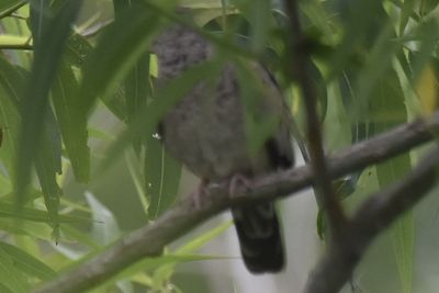 Common Ground Dove, 2022-05-22 &mdash; Leon County, FL