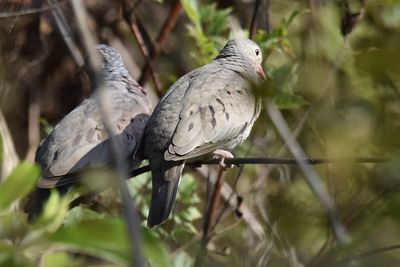 Common Ground Dove, 2021-09-11 &mdash; Leon County, FL