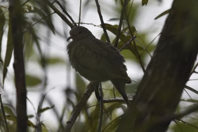 Common Ground Dove, 2021-08-28 &mdash; Leon County, FL