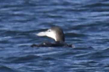 Common Loon, 2022-12-29 &mdash; Wakulla County, FL