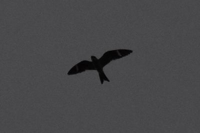 Common Nighthawk, 2021-08-14 &mdash; Leon County, FL