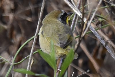 Common Yellowthroat, 2022-02-05 &mdash; Leon County, FL