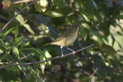 Common Yellowthroat, 2021-09-25 &mdash; Leon County, FL