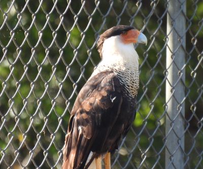 Crested Caracara, 2021-06-06 &mdash; Collier County, FL