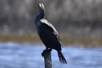 Double-crested Cormorant, 2022-02-19 &mdash; Wakulla County, FL