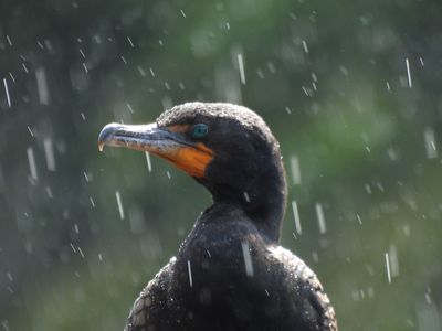Double-crested Cormorant, 2021-07-17 &mdash; Palm Beach County, FL