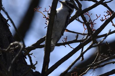 Downy Woodpecker, 2026-10-18 &mdash; DuPage County, IL