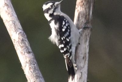 Downy Woodpecker, 2021-09-11 &mdash; Leon County, FL