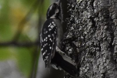 Downy Woodpecker, 2021-08-10 &mdash; Henderson County, NC