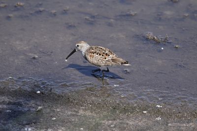 Dunlin, 2023-05-04 &mdash; Wakulla County, FL