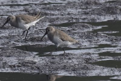 Dunlin, 2021-12-11 &mdash; Wakulla County, FL