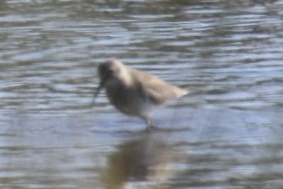 Dunlin, 2021-11-13 &mdash; Wakulla County, FL