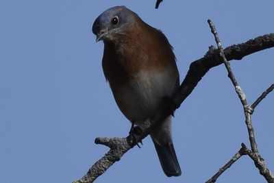 Eastern Bluebird, 2026-10-18 &mdash; DuPage County, IL
