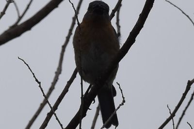 Eastern Bluebird, 2022-06-05 &mdash; Leon County, FL