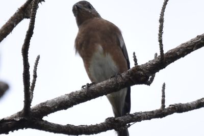 Eastern Bluebird, 2021-08-29 &mdash; Leon County, FL