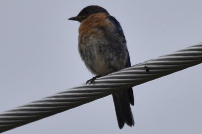 Eastern Bluebird, 2021-08-13 &mdash; Henderson County, NC