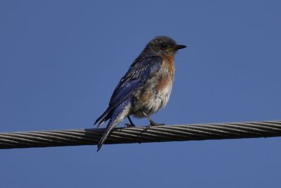 Eastern Bluebird, 2021-08-11 &mdash; Henderson County, NC