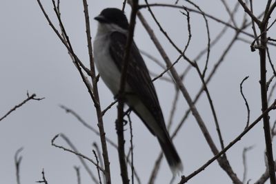 Eastern Kingbird, 2022-06-05 &mdash; Leon County, FL