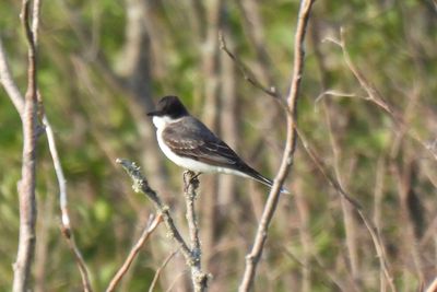 Eastern Kingbird, 2021-07-08 &mdash; Alger County, MI