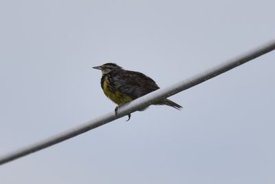 Eastern Meadowlark, 2021-08-13 &mdash; Henderson County, NC